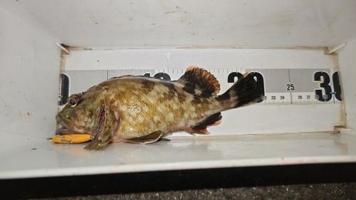 ガシラの釣果
