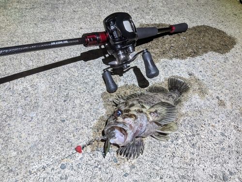 オウゴンムラソイの釣果