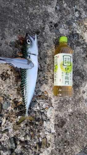 サバの釣果
