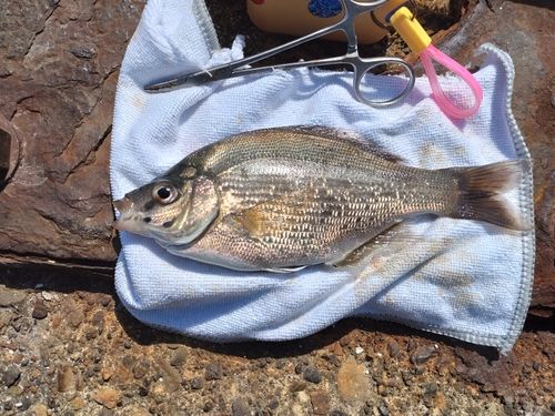 ウミタナゴの釣果