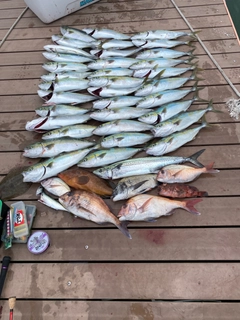 ヤズの釣果