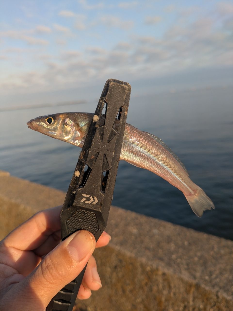 AbuGarcia クロスフィールド XRFS-904M-TEの最安値・インプレ・釣果