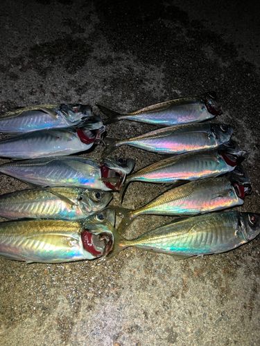 アジの釣果