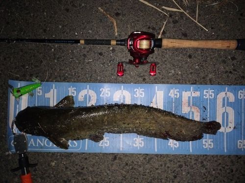 マナマズの釣果