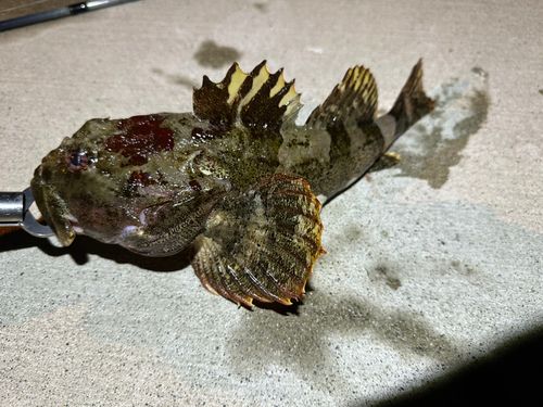 ギスカジカの釣果