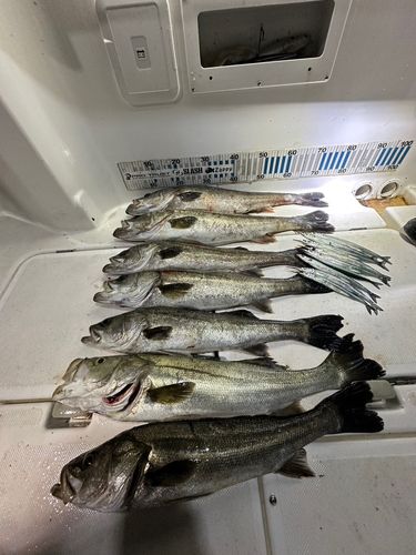 スズキの釣果