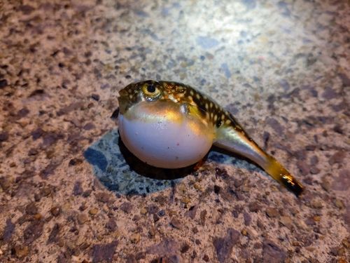 クサフグの釣果