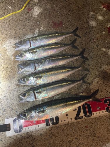 サバの釣果