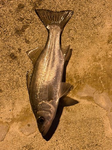 セイゴ（マルスズキ）の釣果