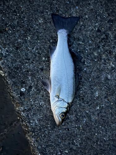 セイゴ（マルスズキ）の釣果