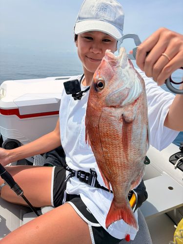 マダイの釣果