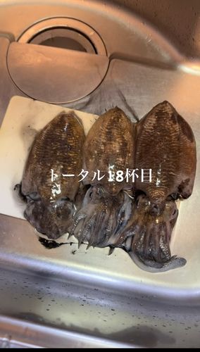 コウイカの釣果