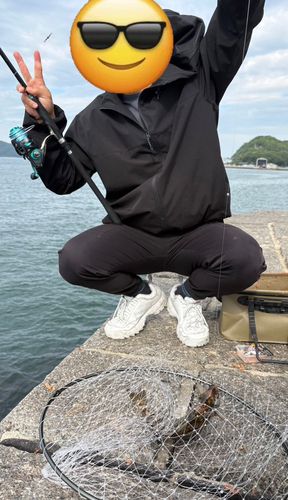 アイゴの釣果