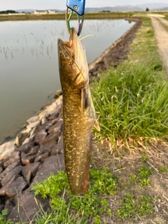 ナマズの釣果