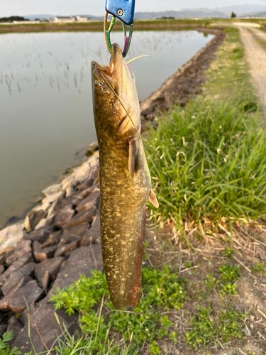ナマズの釣果