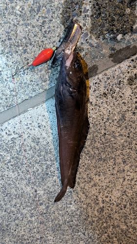ドンコの釣果