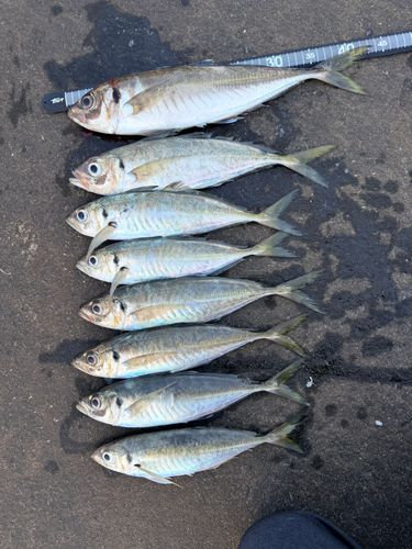 アジの釣果
