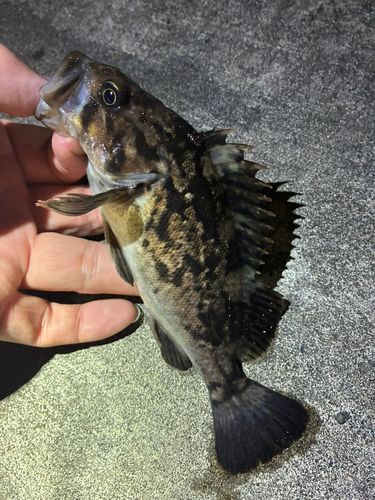 ソイの釣果