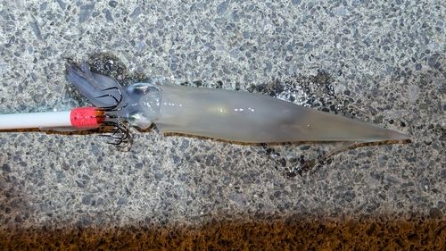 ヤリイカの釣果