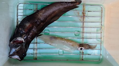 ドンコの釣果