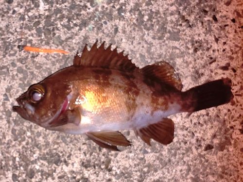 メバルの釣果