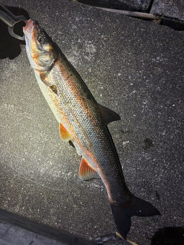 ウグイの釣果