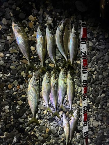 アジの釣果