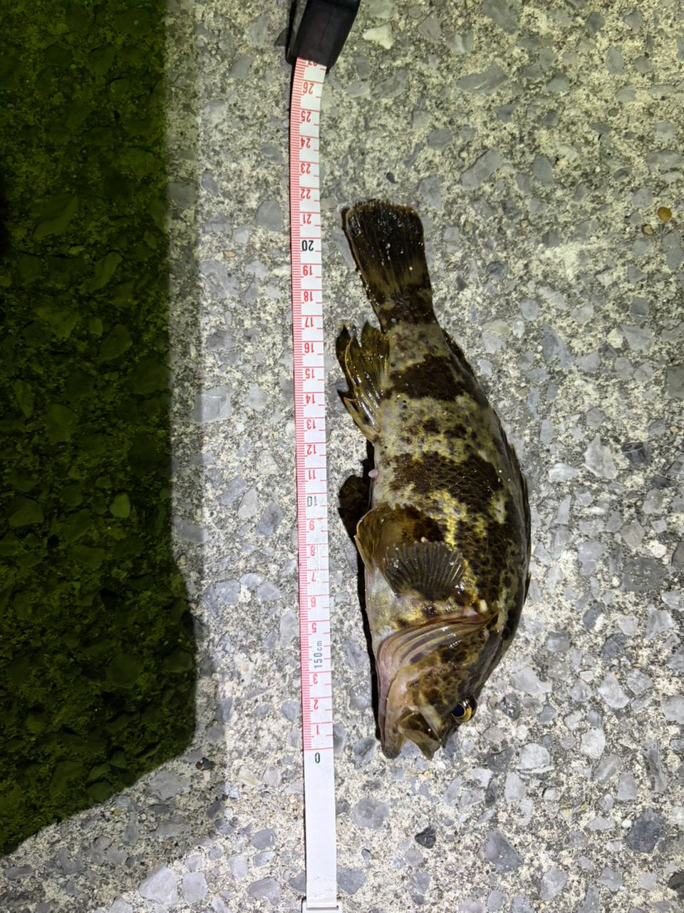 タケノコメバルの釣果写真