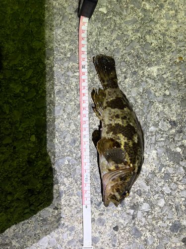 タケノコメバルの釣果