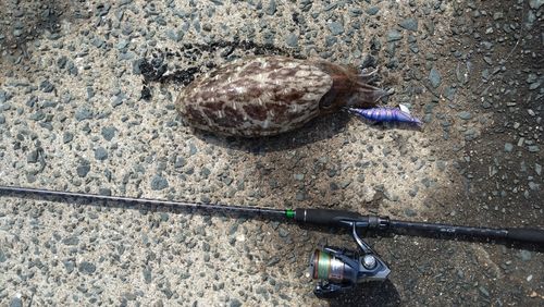 モンゴウイカの釣果