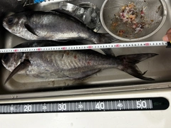 メダイの釣果