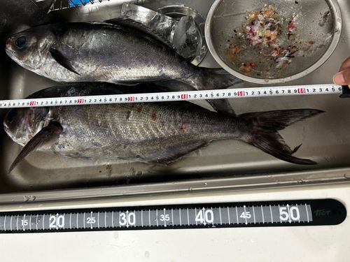 メダイの釣果