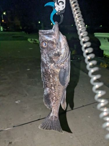 クロソイの釣果