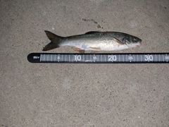 ウグイの釣果