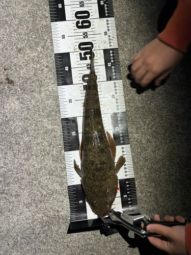 マゴチの釣果