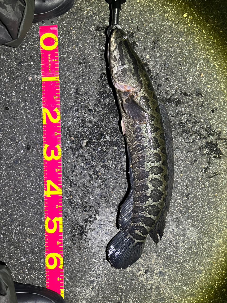 ライギョの釣果写真