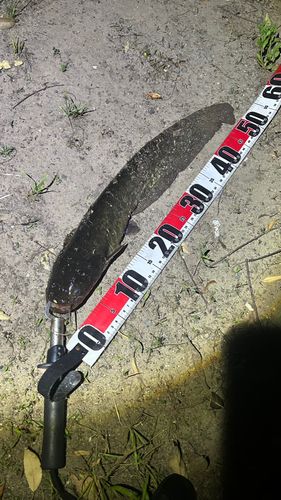 ナマズの釣果