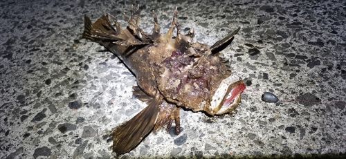 オニオコゼの釣果