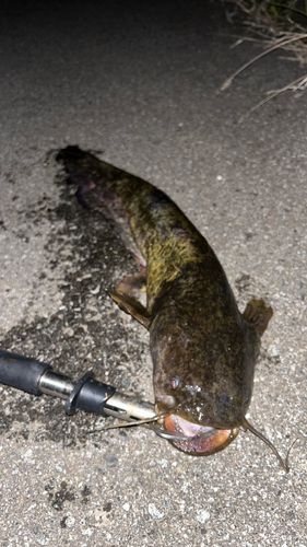 ナマズの釣果