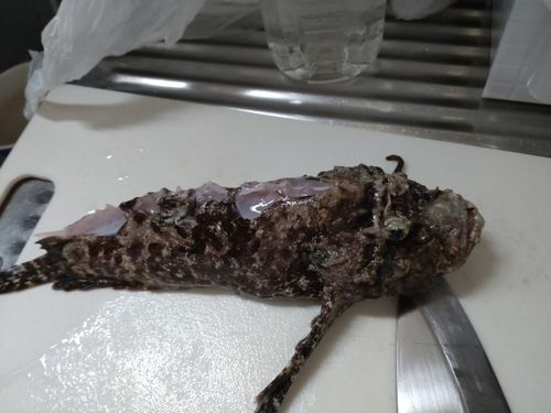 オニオコゼの釣果