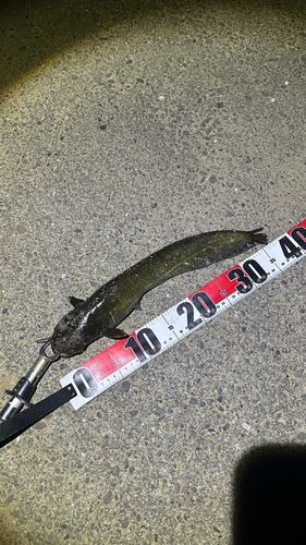 ナマズの釣果