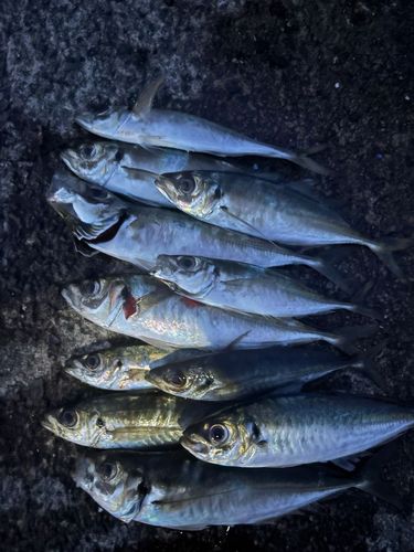アジの釣果