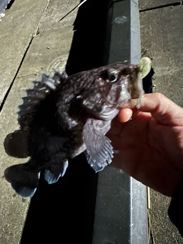 クロソイの釣果