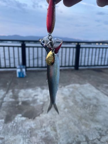 イワシの釣果