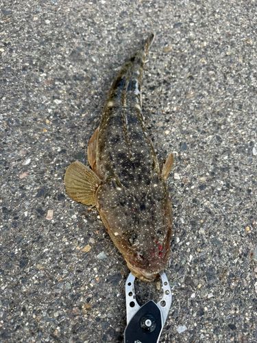 マゴチの釣果