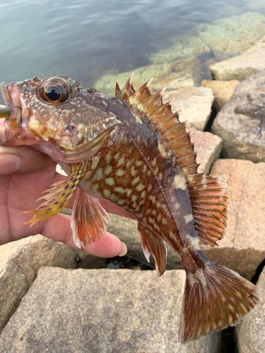 ガシラの釣果