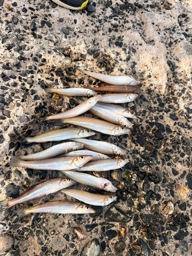 キスの釣果