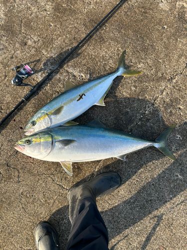 ヒラマサの釣果