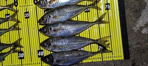 マアジの釣果