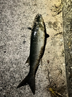 ボラの釣果